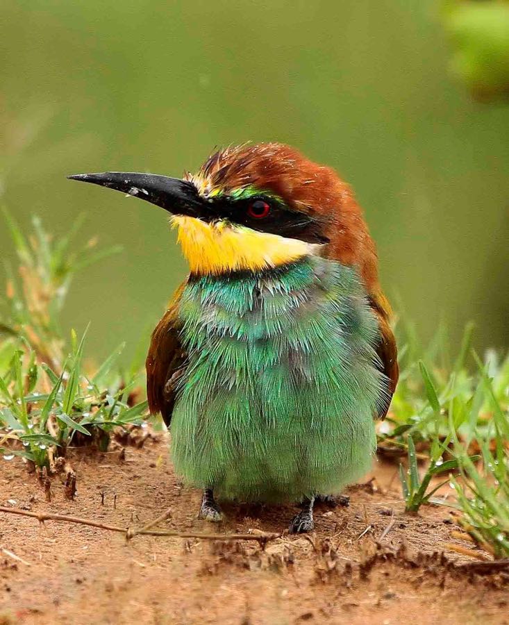 European Bee-eater