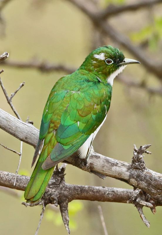 Klaas's Cuckoo