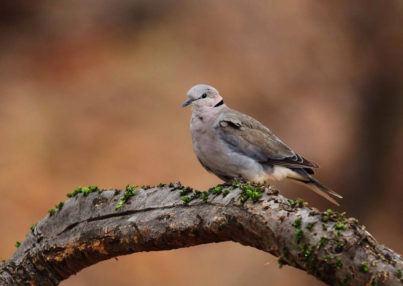 Ring-necked Dove