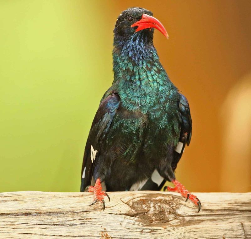 Green Wood Hoopoe