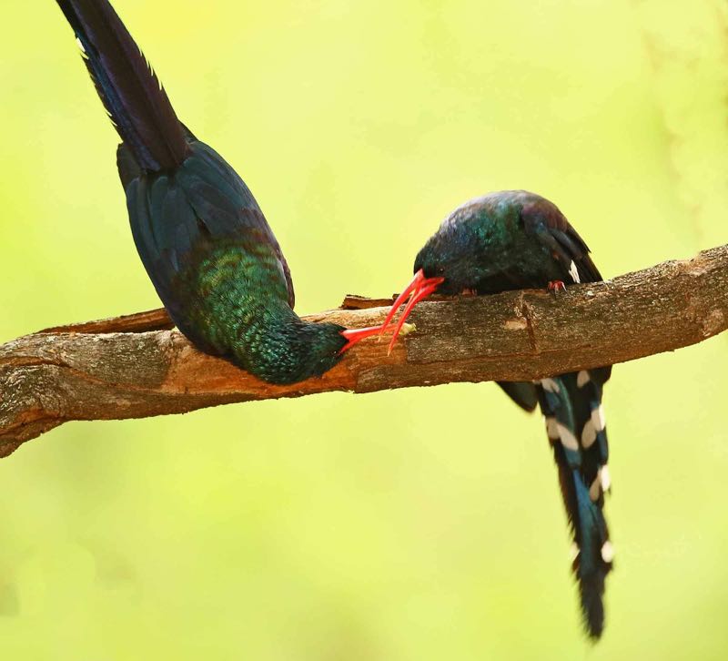 Green Wood Hoopoe