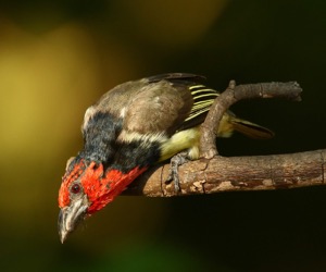 Black-collared Barbet