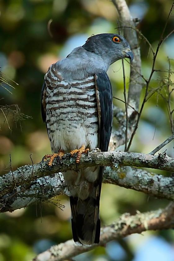 African Cuckoo Hawk