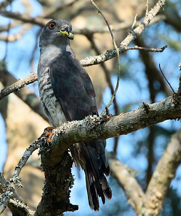 African Cuckoo Hawk