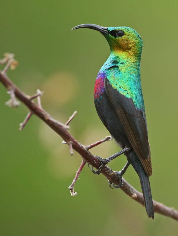Marico Sunbird