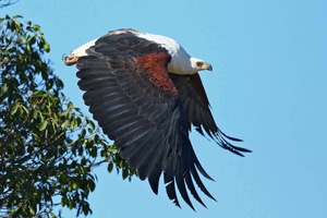 African Fish-Eagle