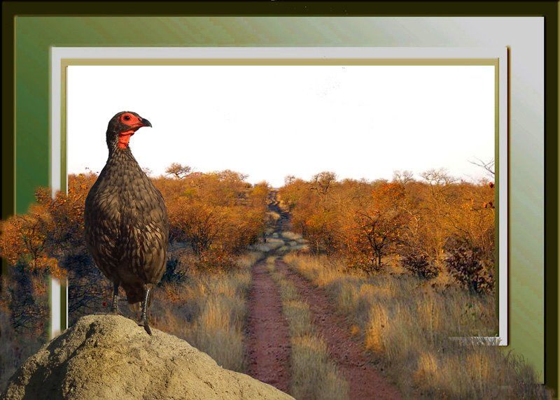 Swainson's Spurfowl