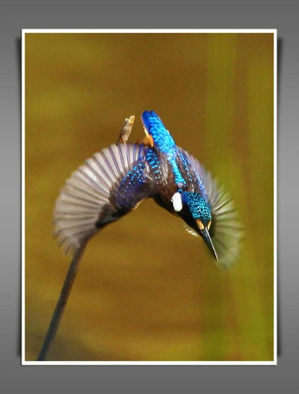 Half-collared Kingfisher