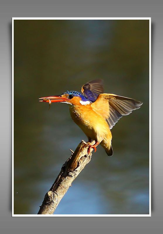 Malachite Kingfisher