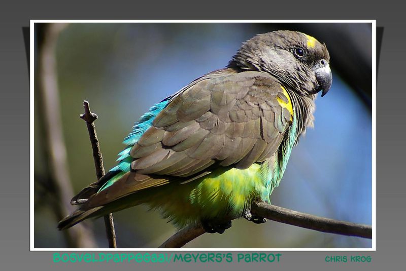 Meyer's Parrot