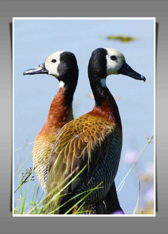 White-faced Duck