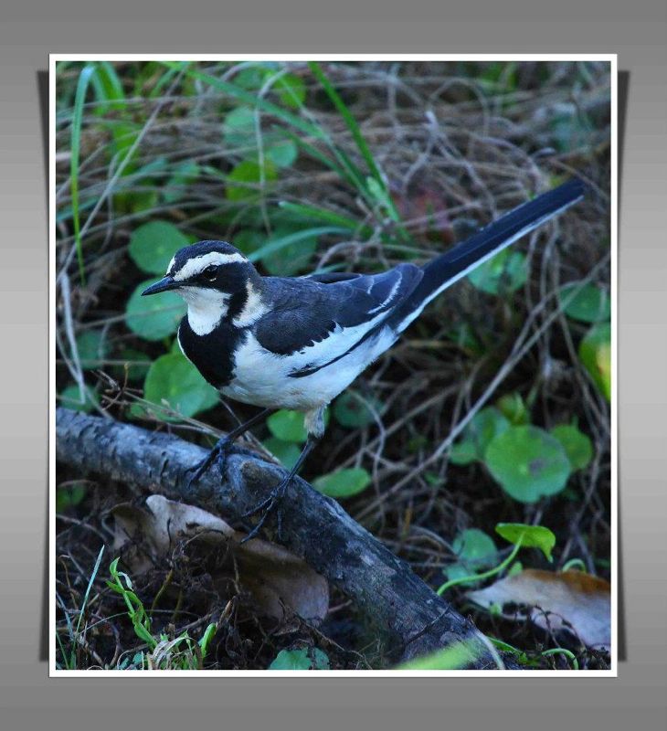 African Pied Wagtail