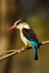 Brown-hooded Kingfisher
