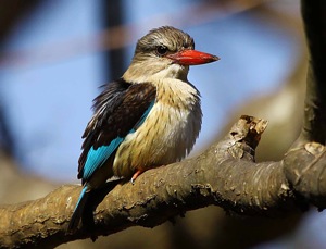 Brown-hooded Kingfisher