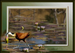 African Jacana