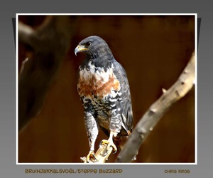 Jackal Buzzard 