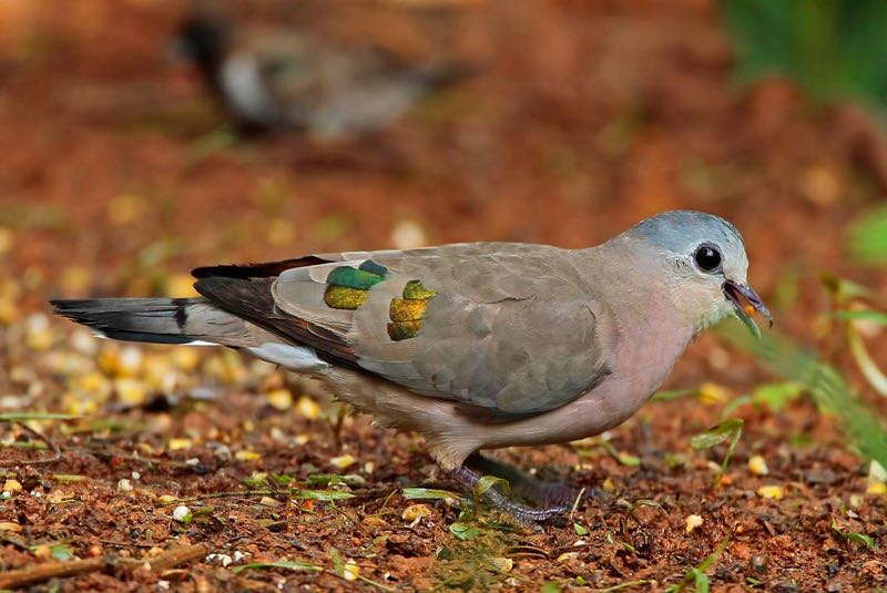 Emerald-spotted Wood Dove