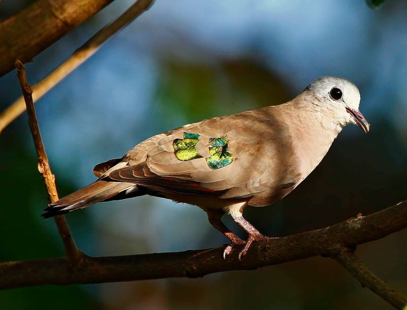 Emerald-spotted Wood Dove