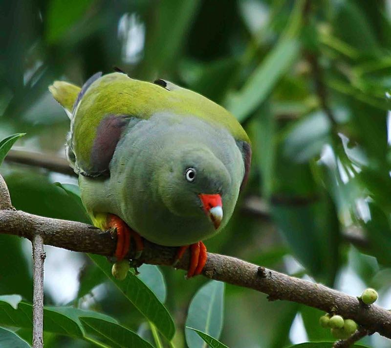 African Green Pigeon