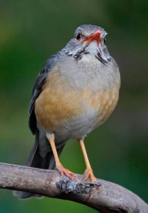Kurrichane Thrush