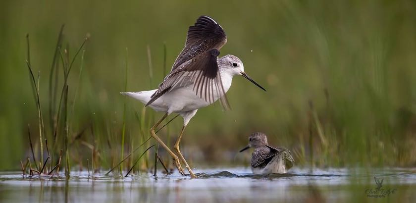 Marsh Sandpiper and Wood Sandpiper