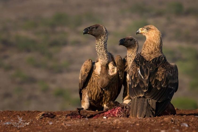 Tawny Eagle
