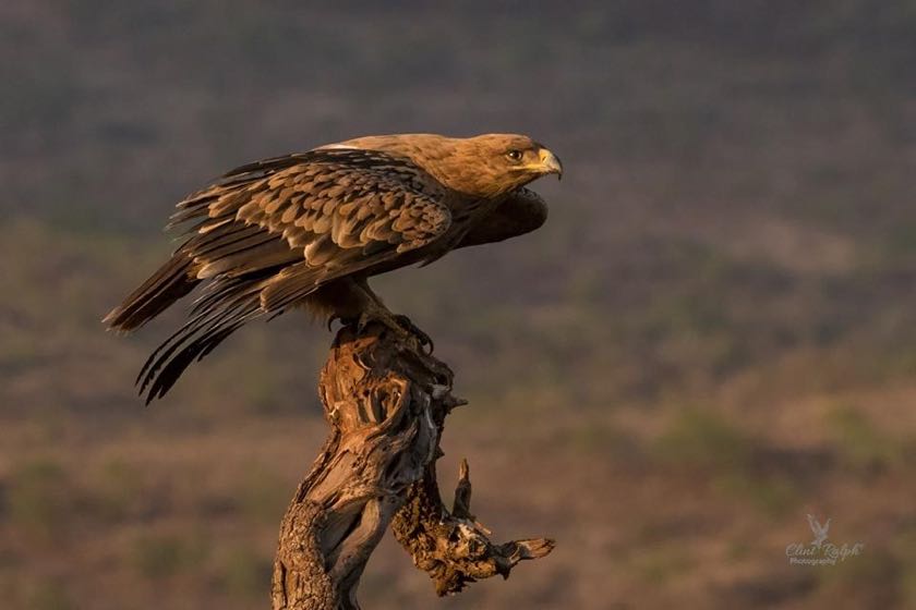 Tawny Eagle