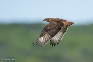 Red-Necked Buzzard
