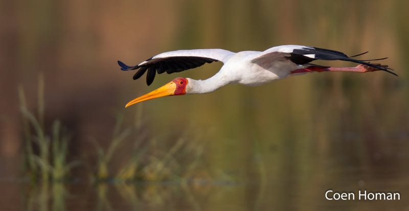 Yellow-billed Stork