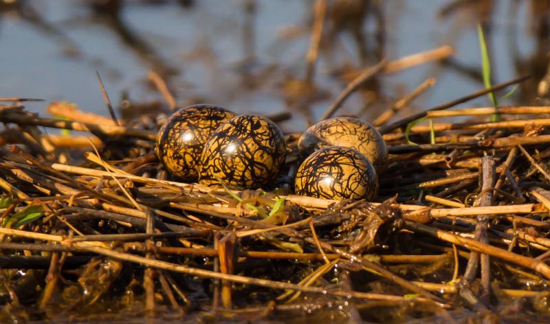 African Jacana