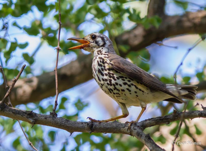 Groundscraper Thrush