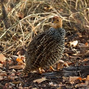 Male Coqui Francolin