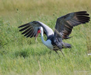 Wattled Crane