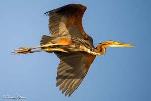 Purple Heron