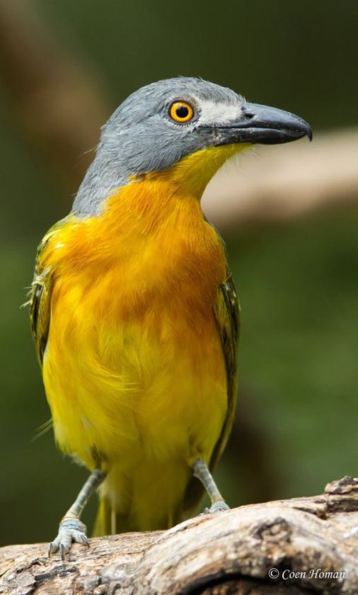 Grey-headed Bushshrike