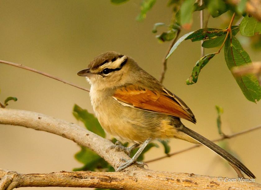 Brown-crowned Tchagra