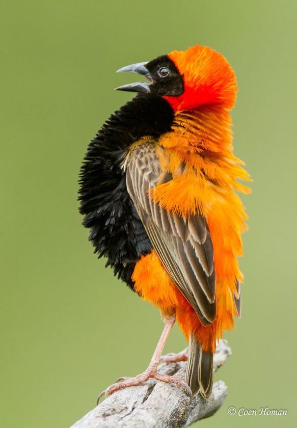 Southern Red Bishop