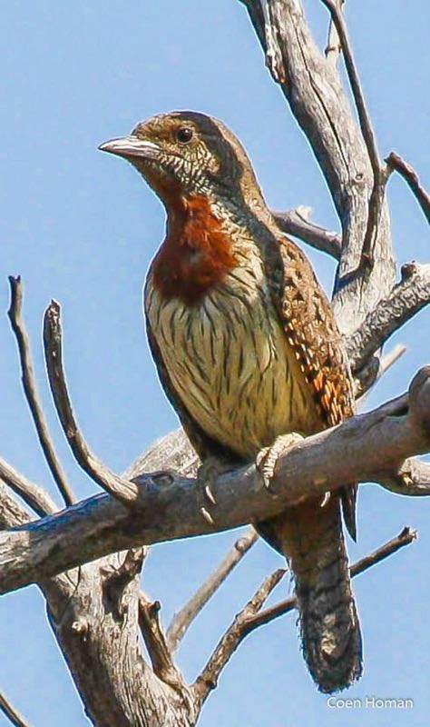 Red-throated Wryneck