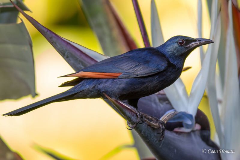 Red-winged Starling
