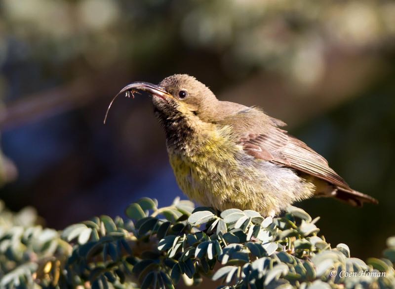 Marico Sunbird