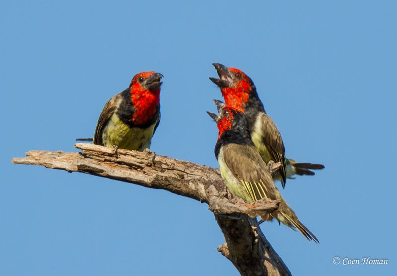 Black-collared Barbet
