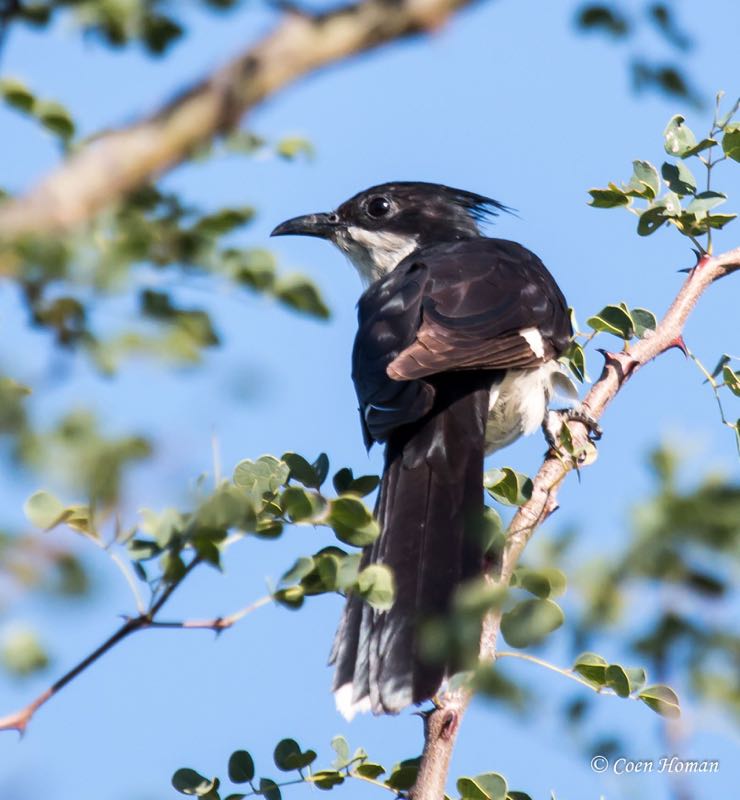 Jacobin Cuckoo
