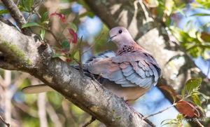 Laughing Dove