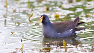 Lesser Moorhen