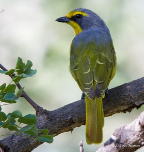 Orange-breasted Bush-Shrike
