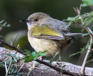 Grey-backed Camaroptera