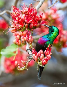 Marico Sunbird