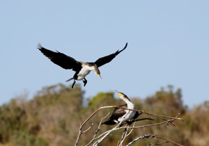Wei§brustkormoran