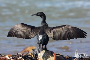 Bank Cormorant