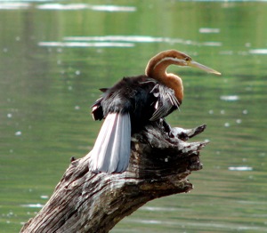 African Darter
